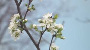 Audience reviews for wild cherry. Movie Full Bloom In Aprilwild Cherry Blossomsuyama Nadachi Ward Joetsu City Yukiguni Journey