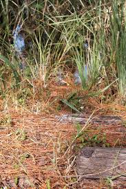 We did not find results for: Dusky Pygmy Rattlesnake Florida Snake Id Guide