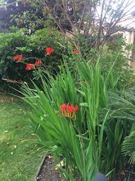 Many hollyhock plants grow as tall as a person, and their flowers come back year after year. Red Flower With Tall Grass Like Leaves Red Flowers Backyard Design Plants