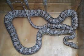 Black And White Corn Snake Morph Ghost Corn Snake Corn Snake Snake Snake Lovers