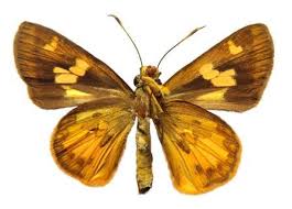 Image result for Trachyphrynium braunianum