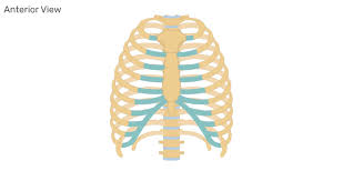 The most common cause of sharp or dull pains in your rib cage is a pulled muscle or fractured rib. Structure Of The Ribcage And Ribs