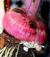 Gladiolus Corm Showing The Formation Of Small Cormels At The Ends Of Short Stolons As A Means Of Clonal Vegetati Propagating Plants Gladiolus Garden Plants