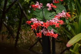 Image result for Clerodendrum splendens