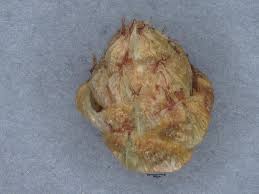 Image result for Schoenoplectiella senegalensis