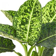 Essential Tips For Dumbcane Dieffenbachia Care And Cultivation Garden And Happy