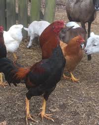 For this reason, they shouldn't be kept in large groups and it is better to keep them as pairs or trios. Va Gamefowl Malay Chicken