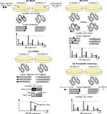 Our refurbished gc detectors & inlets have been expertly restored to meet oem standards. Quantitative Proteomics Wikipedia