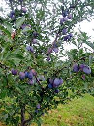 Plum Tree Turning Plums Into Jam Plum Tree Pruning Fruit Trees Fruit Garden