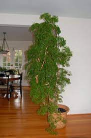 The Indoor Garden My Ming Aralia Indoor Trees Indoor Plants Trees To Plant