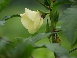 Image result for Abelmoschus esculentus