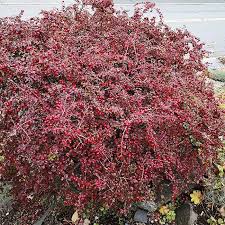 Image result for Cotoneaster