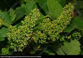 Flor Da Uva Stockphoto 3186639 Banco De Imagens Panthermedia
