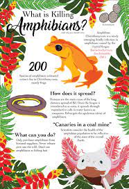 Infographic About Amphibian Chitridiomycosis Made In Adobe Illustrator Amphibians Species Extinction