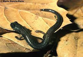 Desert Slender Salamander Endangered Species Endangered Animals Endangered