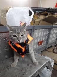Novelty summer oxford cloth pet lifejacket vest safety cat dog swimming vest jacket breathable. Shark Chihuahua Safety Life Jacket Chihuahua We Love