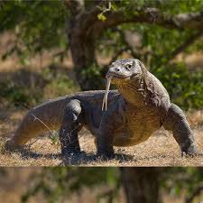 Komodo tak memiliki indera pendengaran, meski memiliki lubang telinga. Perjalanan Habitat Ora Atau Komodo Menjadi Tempat Wisata Historia