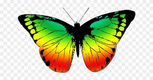 The growth of the wings occurs through the process of mitosis, where there is a rapid production of new cells. With Many Colors Butterfly Wings With A Transparent Background Clipart 654666 Pinclipart