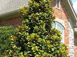 Emerald green arborvitae, thuja green giant, leyland cypress Teddy Bear Southern Magnolia Shines In And Out Of Bloom Horticulture