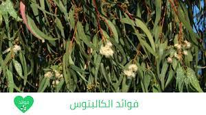 فوائد الكالبتوس plants
