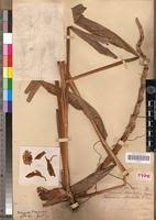 Image result for Aframomum alboviolaceum