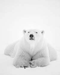 National Geographic On Instagram Photos By Paulnicklen As A Wildlife Photographer My Art Lives And Dies Within 1 1000th Of A Second In 2020 Polar Bear Bear Polar