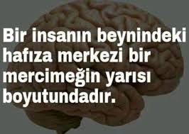 Cecen Ingus Adli Kullanicinin Bilgiler Panosundaki Pin Bilgi Guzel Soz Ve Gercekler