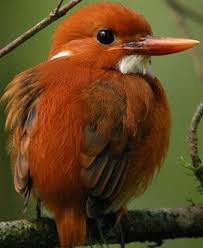 Madagascar Pygmy Kingfisher Kus Resimleri Hayvanlar Kus