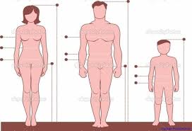 Human Proportions Anatomy System Human Body Anatomy