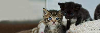 Animal shelters & rescues near you. The Kitten Nursery Kitten Rescue