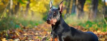 More images for australian shepherd doberman mix » 10 Incredible Australian Shepherd Mixes When Cute Meets Smart
