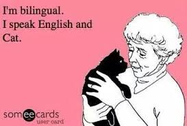 pin by cherry on cats crazy cats cats crazy cat lady