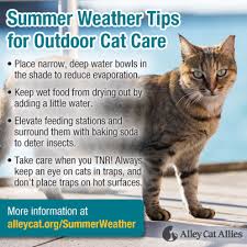 Cool down your cat with damp towels. Search Results Neighbors Feed Rss2 Resources Alley Cat Allies Stops Deadly Plan For Cats In Virginia Community Feed Rss2 Www Alleycat Org Resources Guide To Local Government Animal Control Alley Cat Allies