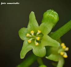 Image result for Dioscorea asteriscus