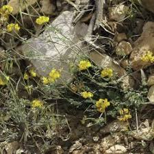 Image result for Indigofera monantha