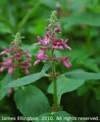 Image result for Stachys