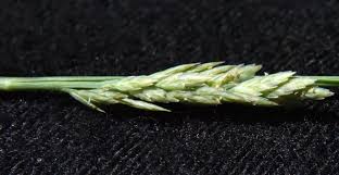 Image result for Eragrostis sarmentosa
