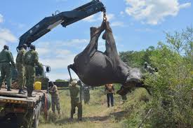 Kenya Wildlife Service added a... - Kenya Wildlife Service