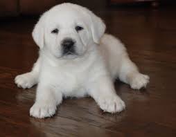 We are near ohio, oh, indiana, in, and illinois, il. Pin On White Labrador Puppies
