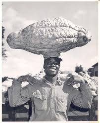 Image result for Ascolepis trigona