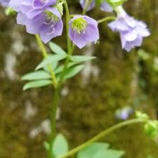 Image result for Polemoniaceae