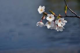 Đây là dịp để con cháu sum vầy nhớ đến cội nguồn tổ tiên, báo hiếu các bậc sinh thành. Táº¿t Han Thá»±c Co Pháº£i La Táº¿t Thanh Minh Khong Tim Ä'ap An Giáº£i Bai