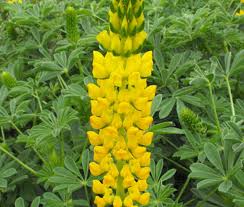 Image result for Lupinus