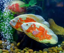 Seperti disinggung di atas, ketika kita salah memilih ukuran soliter akan membahayakan kelangsungan hidup. Ikan Hias Aquarium Paling Populer Bagus Untuk Di Pelihara Abahtani