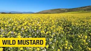 Maybe you would like to learn more about one of these? Super Bloom Of Wild Mustard In Half Moon Bay Youtube