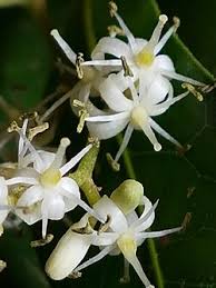 Image result for Apodytes dimidiata