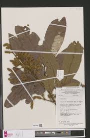 Image result for Eriocoelum