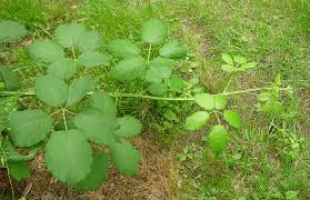 Image result for Rubus