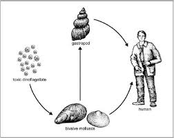 Image result for Amnesic Shellfish Poisoning