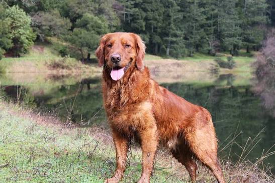 Red Golden Retriever: Info, Pictures, Origin & History — Dogster